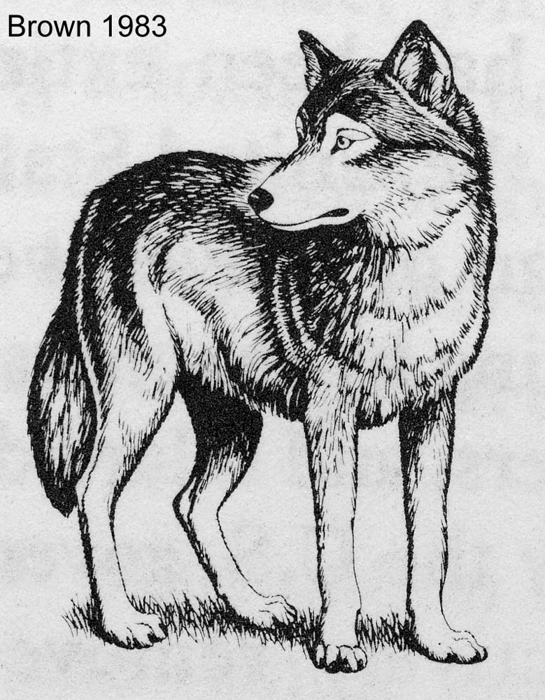 arizona wolf