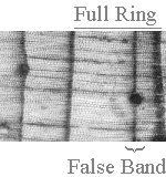image of false band