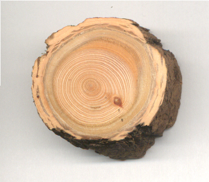 Douglas-fir