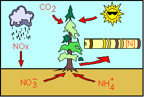 dendro-environmental studies image