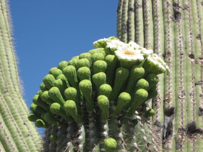 2013 saguaro blossoms at Babad Do'ag