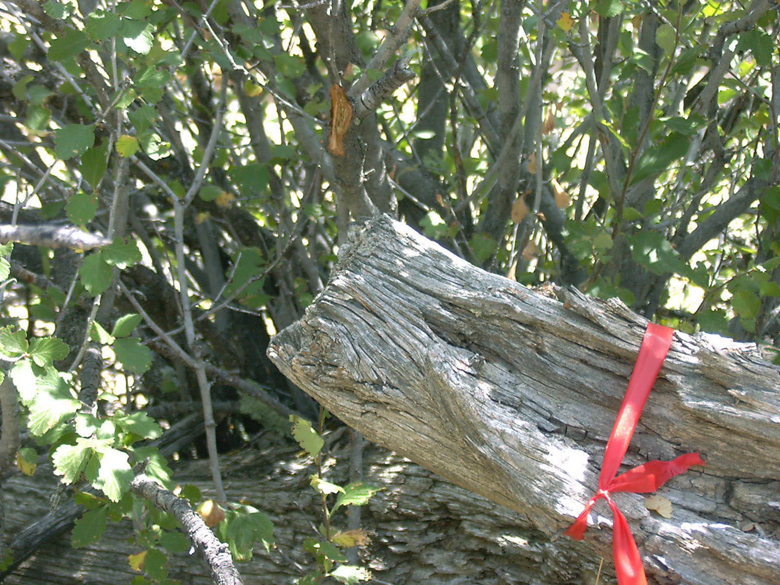 A CMT/ax-cut limb on La Ventana Mesa.