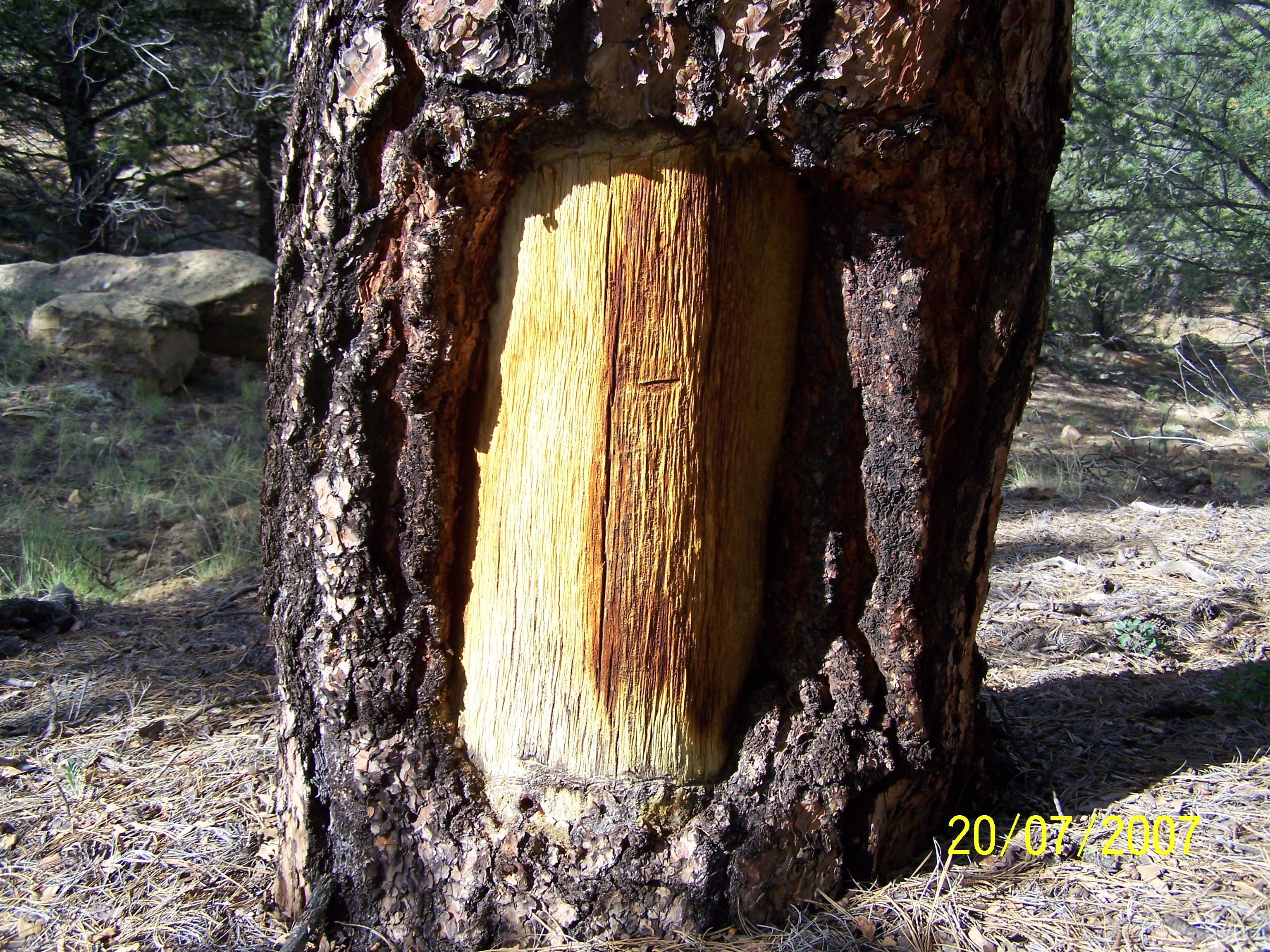 Feature 27 (peeled tree), July 2007