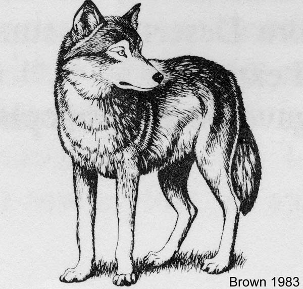 wolf image