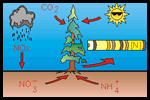 dendroenvironmental studies graphic