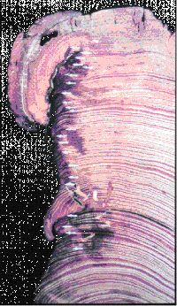 fire-scarred Douglas-fir sample