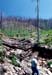 TWS_downcut_nuked_forest copy