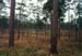 wade_tract_lnglf_wiregrass