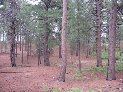Mt. Lemmon pine forest