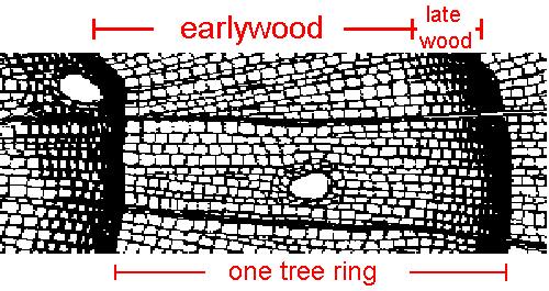conifer tree ring