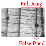 false ring sample